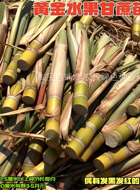 水果黑皮甜甘蔗种苗南北方种植带芽薄皮甘蔗种广西黄皮甘蔗苗种子