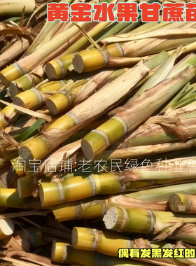 广西黑皮甘蔗苗种薄皮水果种子种植苗盆栽苗种黄皮黄金甘蔗种种苗