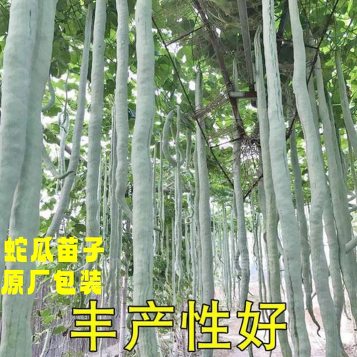 蛇瓜种子特长蛇豆丝瓜种籽