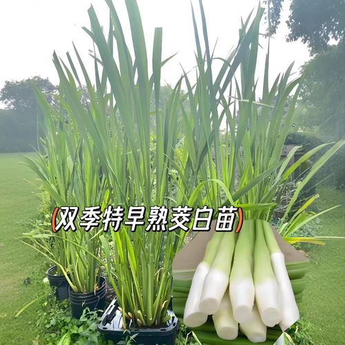 双季茭白种苗老根盆栽蔬菜苗种植