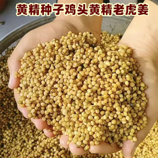 黄精种子鸡头黄精老虎姜型多花黄精不倒苗黄精种籽中药材盆栽绿植