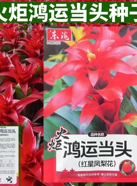 种籽红星凤梨花种子观赏凤梨花叶美性温暖喜湿润火炬鸿运当头