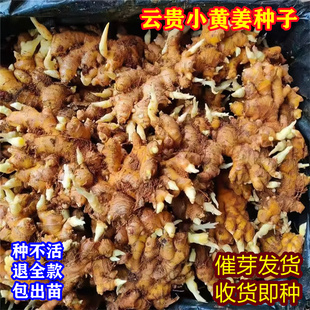 云南姜种生姜种苗老姜盆栽生姜种子种植苗高山小黄姜种子带芽苗种