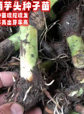 荔浦大芋头种子苗现挖现发种育苗