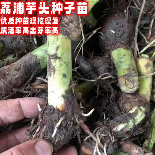 荔浦大芋头种子苗现挖现发种育苗