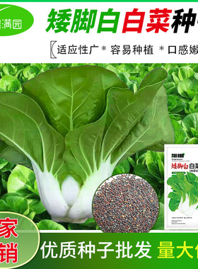 白雪公主香脆矮脚奶白菜种子四季播种矮脚白菜籽耐热农家蔬菜种籽