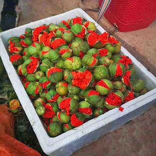 滇重楼种籽七叶一枝花种子独角莲苗种新鲜云南重楼种种苗盆栽绿植