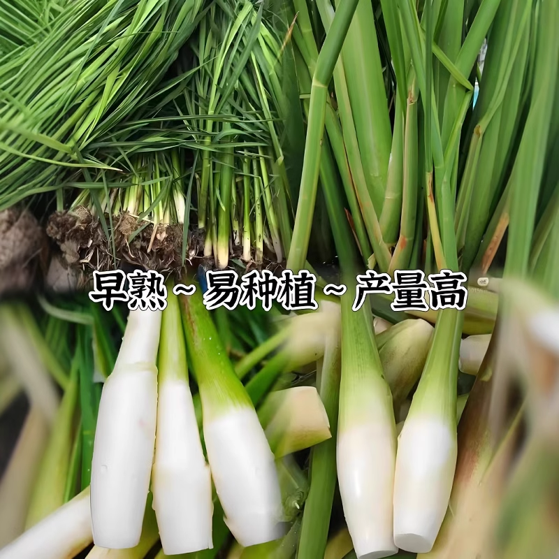 双季高笋苗早熟水笋禾笋高瓜苗好养龙虾蟹水生蔬菜苗植物茭白苗种,鲜花速递/花卉仿真/绿植园艺,家庭园艺种子,淘宝优惠券,粉丝福利购,淘宝优惠卷
