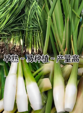双季高笋苗早熟水笋禾笋高瓜苗好养龙虾蟹水生蔬菜苗植物茭白苗种