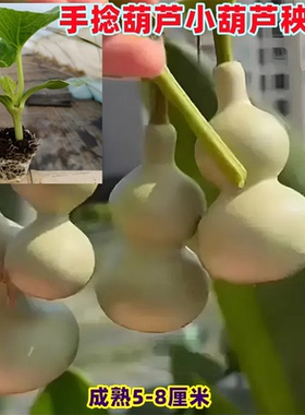 盆栽葫芦种苗花卉盆栽绿植苗特大巨型葫芦苗种手捻小葫芦种子秧苗