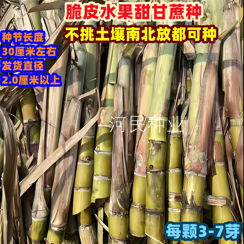 广西黑皮甘蔗苗种白玉水果种子种植苗盆栽苗种黄皮黄金甘蔗种种苗