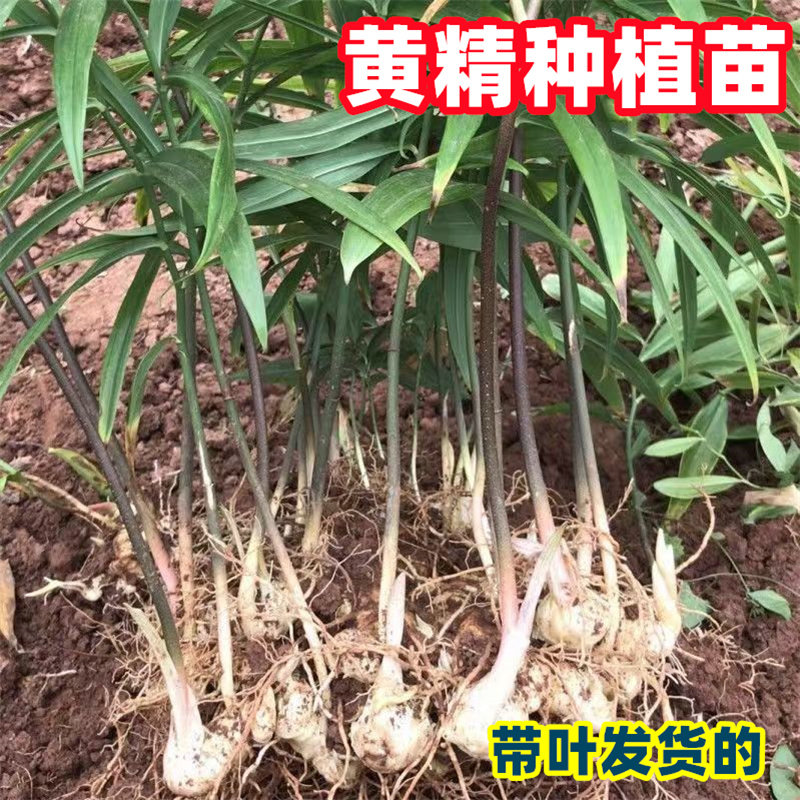 黄精种植苗姜型四川多花不倒苗甜黄精老虎姜种子中药材苗黄精种苗图片
