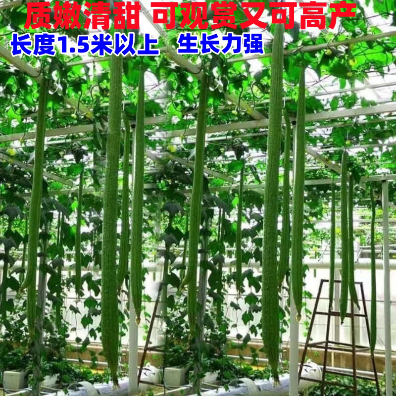 特长丝瓜种籽蛇瓜秧苗高产观赏盆栽绿植庭院爬藤蔬菜巨型丝瓜种子