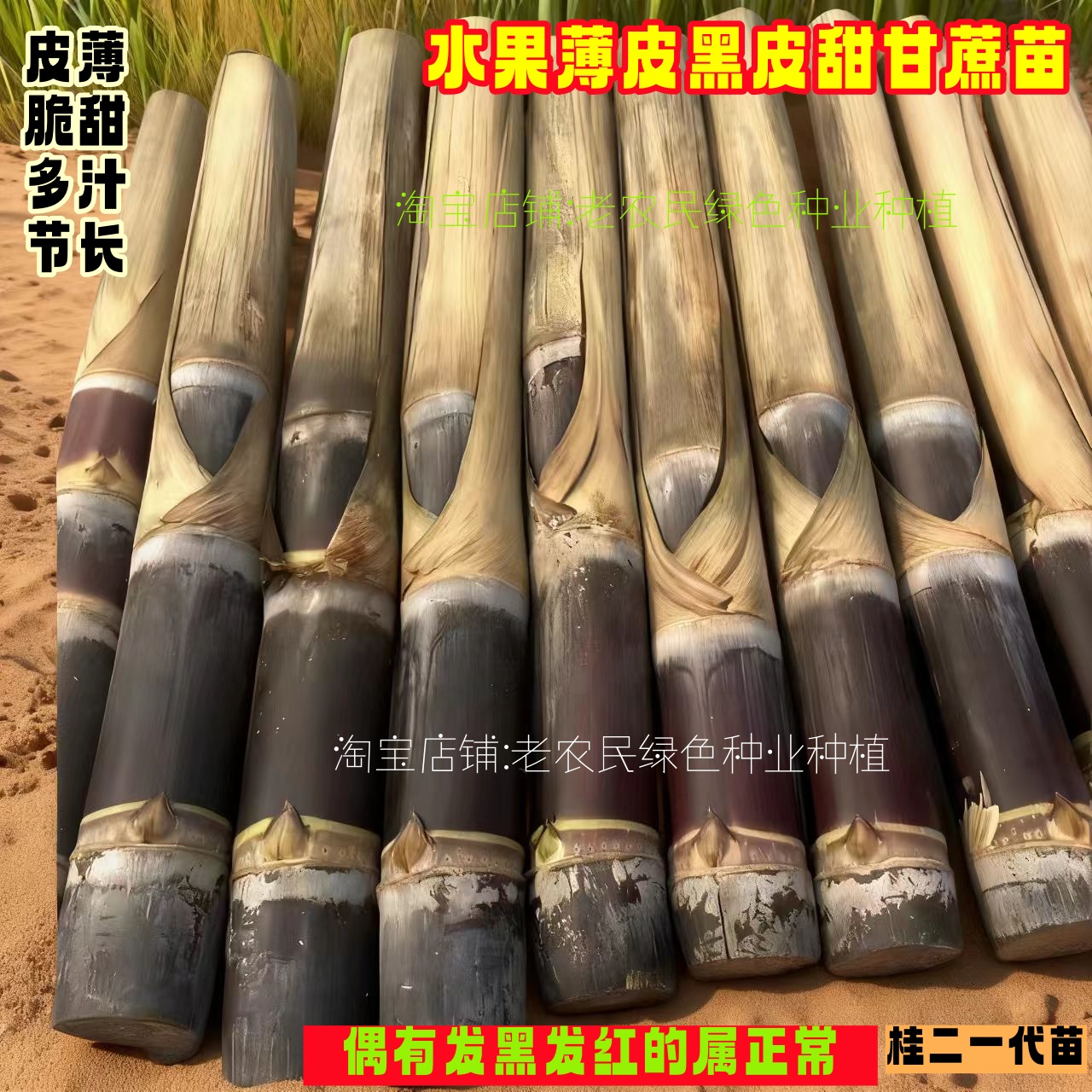 广西黑皮甜甘蔗种白玉种子苗种