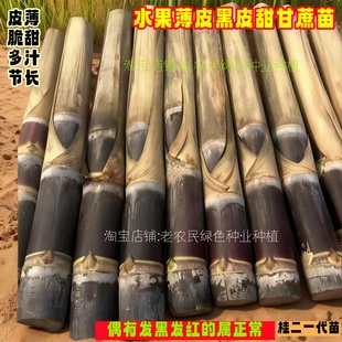 广西黑皮甜甘蔗种白玉种子苗种种植苗芽孢甘蔗苗黄皮黄金甘蔗种苗