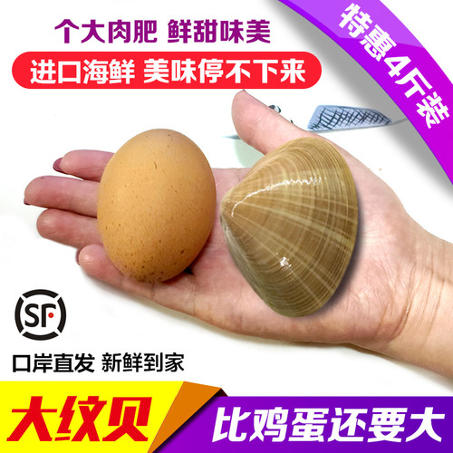 野生鲜活文贝大文贝包邮