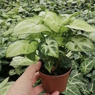 蓝精灵合果芋盆栽室内网红彩叶植物绿精灵金童子办公室桌面绿植花