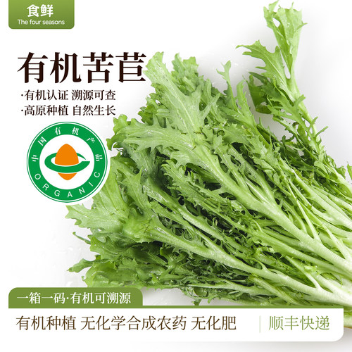 云南有机苦菊狗牙生菜自然生长新鲜采摘时令有机蔬菜沙拉凉拌烹饪