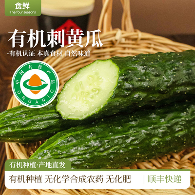 有机刺黄瓜有机新鲜蔬菜自然生长安心食材凉拌烹饪沙拉生吃榨汁