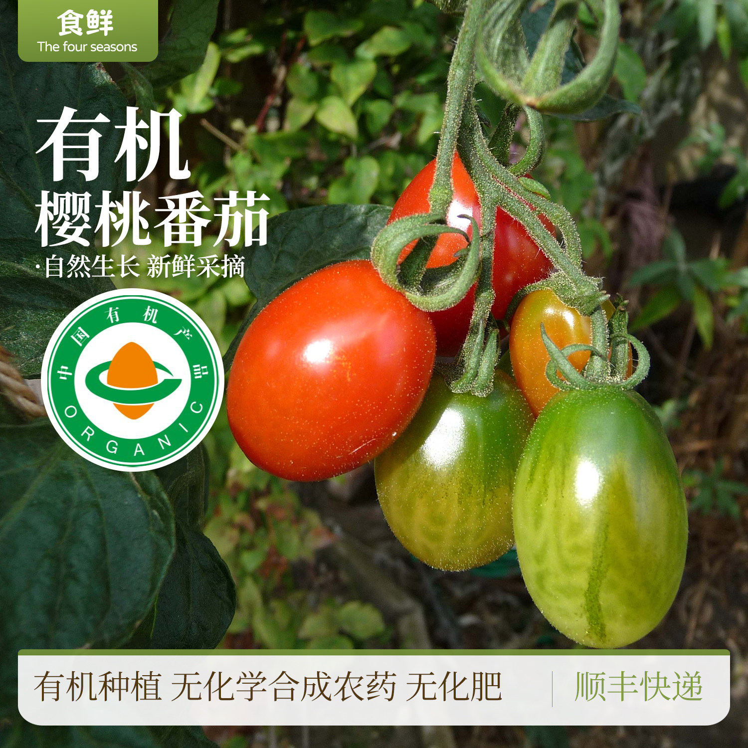 有机樱桃小番茄圣女果自然生长大小不均现摘现发产地直发酸甜可口,水产肉类/新鲜蔬果/熟食,番茄,淘宝优惠券,粉丝福利购,淘宝优惠卷