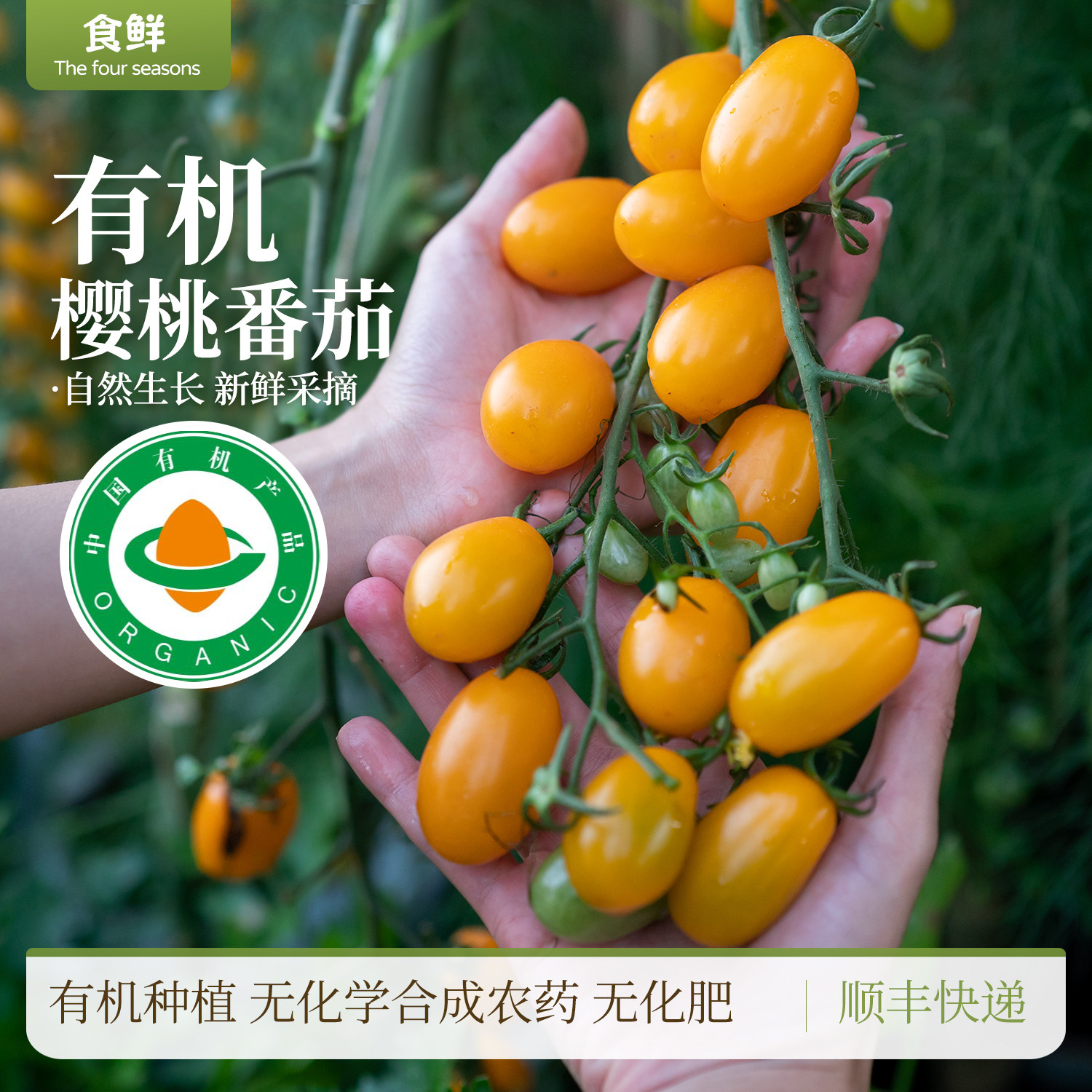 有机樱桃小番茄圣女果自然生长大小不均现摘现发产地直发酸甜可口,水产肉类/新鲜蔬果/熟食,番茄,淘宝优惠券,粉丝福利购,淘宝优惠卷