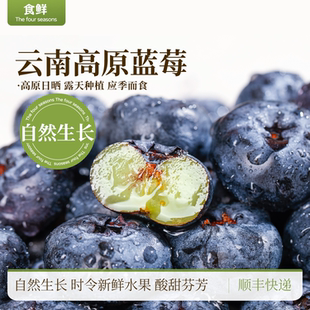 云南蓝莓鲜果抚仙湖畔露天种植自然生长成熟酸甜爽口时令新鲜水果