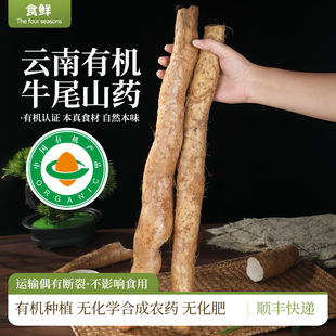 云南有机山药牛尾山药自然生长新鲜有机蔬菜蒸煮肉质紧实皮剥肉厚