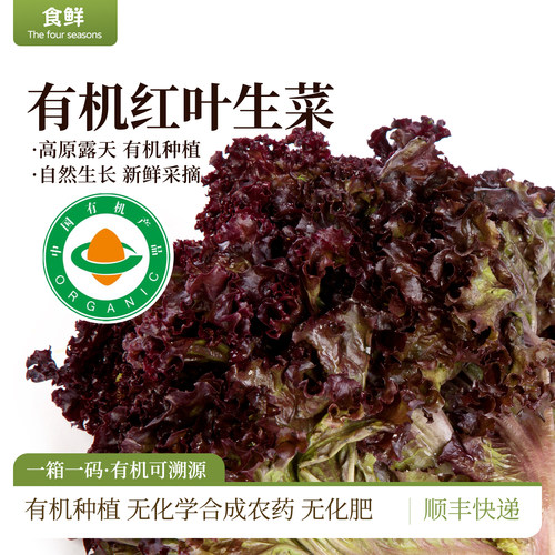 云南有机生菜紫叶生菜自然生长新鲜采摘时令有机蔬菜沙拉凉拌烹饪