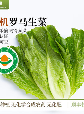 有机生菜罗马生菜新鲜采摘时令蔬菜自然生长沙拉凉拌烹饪顺丰包邮