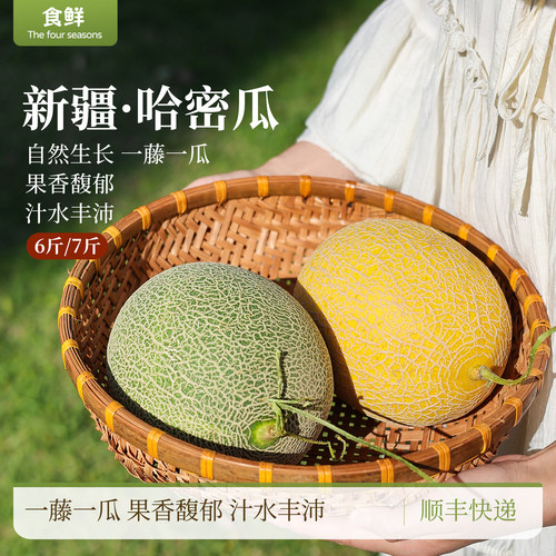 新疆哈密瓜新鲜时令水果果肉脆嫩紧实一藤一瓜清脆多汁质地细腻