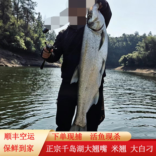 10斤千岛湖野钓新鲜大翘嘴鱼生鲜活鱼现杀大白刁子鱼米翘嘴鲌鱼