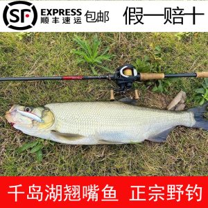 10斤千岛湖野钓翘嘴鱼假一赔十