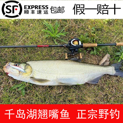 10斤千岛湖野钓翘嘴鱼假一赔十