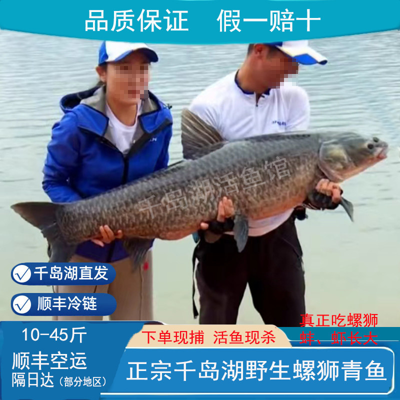 30斤正宗千岛湖野钓生鲜螺狮青鱼黑鲩鱼新鲜活大活鱼现杀顺丰冰鲜