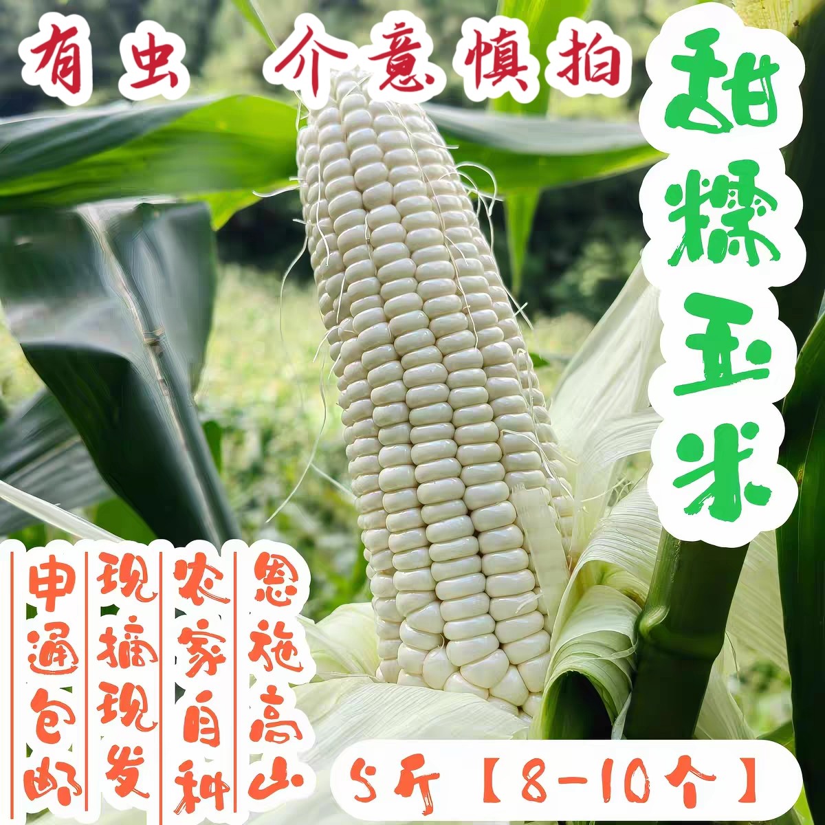甜糯玉米5斤【有虫,介意慎拍】新鲜嫩玉米嫩苞谷农家自种无农残