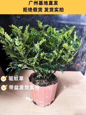 驱蚊草胡椒木清香木九里香老桩室内阳台qxm清香驱蚊