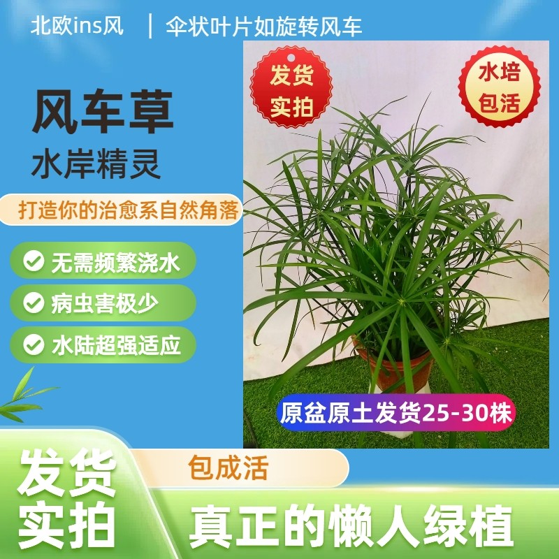 风车草水生植物水竹盆栽苗室外水池鱼塘旱伞草水培造景四季常青