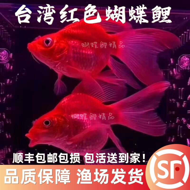 台湾精品蝴蝶鲤短身球体好养招财狮子头大长尾纯种淡水鱼苗