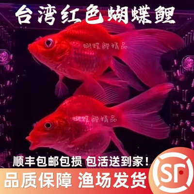 台湾精品蝴蝶鲤短身球体鱼