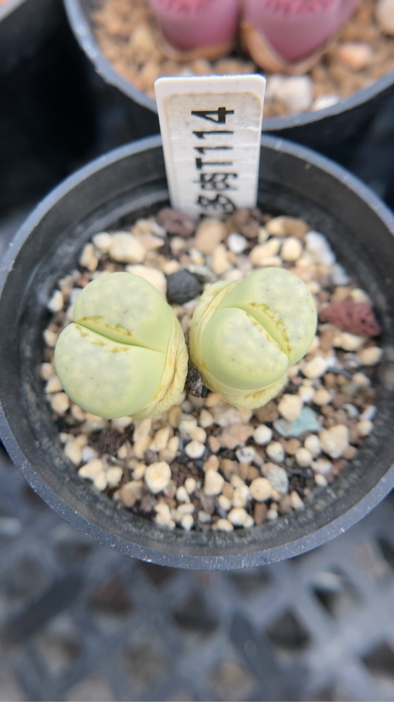 【忆多肉】生石花奶油寿丽t114