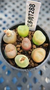 毛汉尼拼盘t288 忆多肉