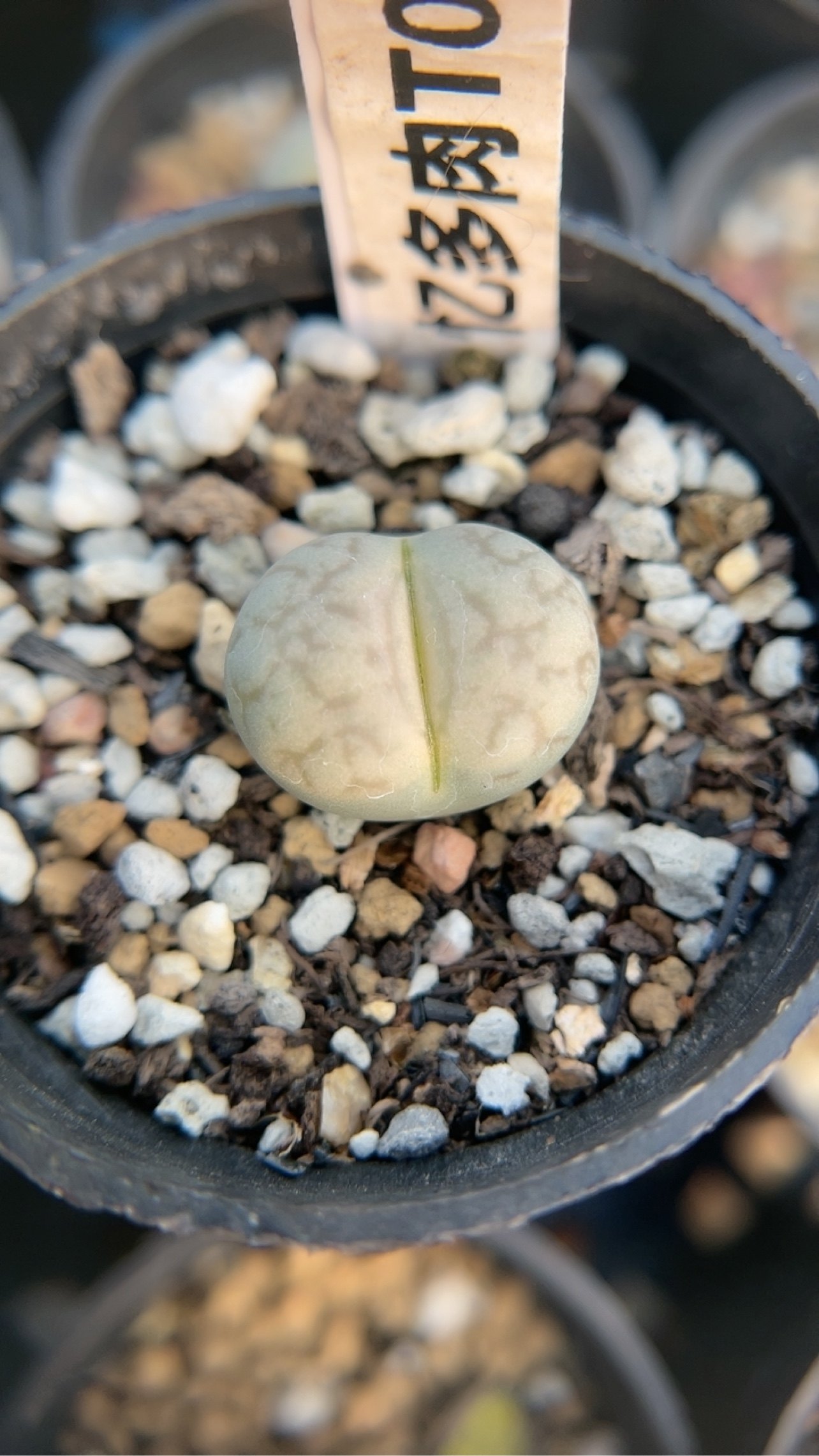 【忆多肉】女娲石t061,鲜花速递/花卉仿真/绿植园艺,多肉植物,淘宝优惠券,粉丝福利购,淘宝优惠卷