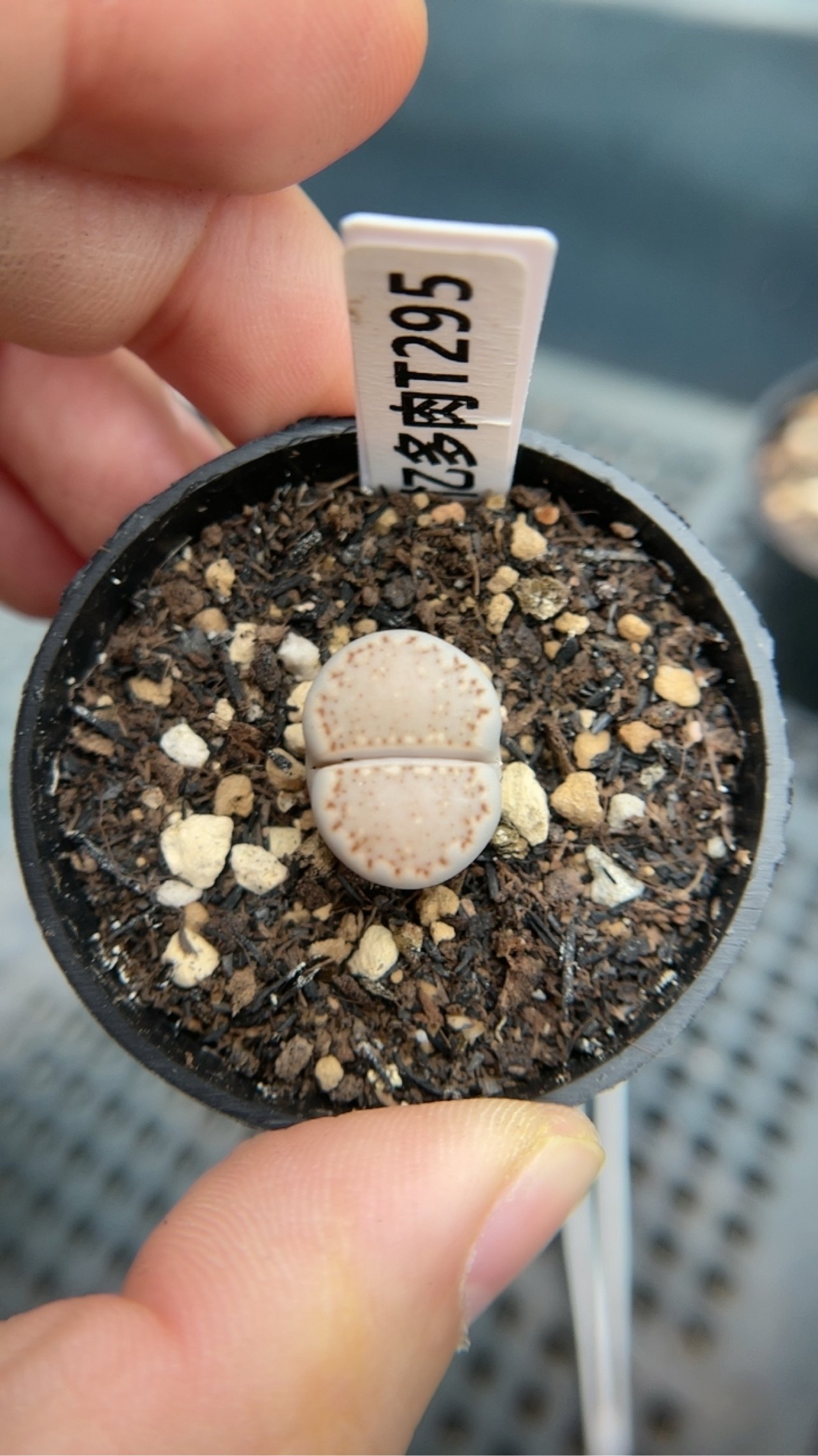 【忆多肉】大窗饼干寿丽t295,鲜花速递/花卉仿真/绿植园艺,多肉植物,淘宝优惠券,粉丝福利购,淘宝优惠卷