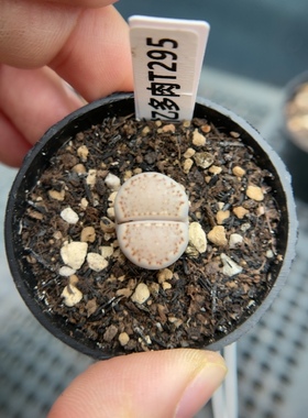 【忆多肉】大窗饼干寿丽t295