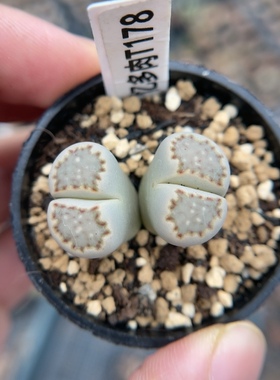 【忆多肉】大窗饼干寿丽t178