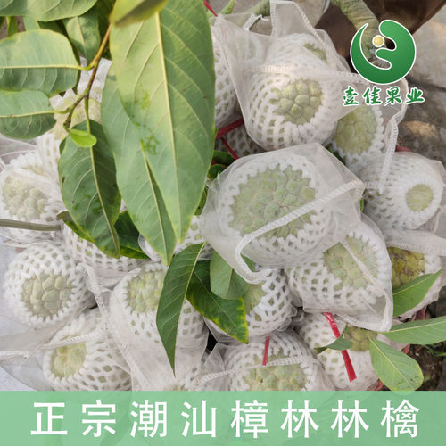 樟林林檎释迦果现摘现发顺丰包邮