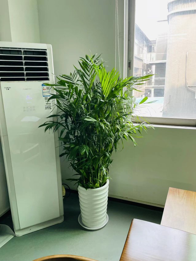 夏威夷椰子竹 佛山室内大型绿植盆栽租摆 凤尾葵散尾葵 可送货开