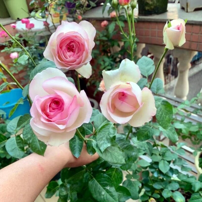 新品月季花苗伊芙乙女心大苗阳台盆栽三季开花卉庭院地栽抗病耐热