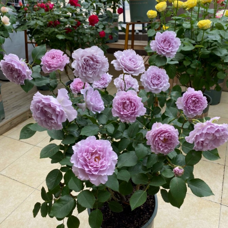 带花发货新品月季蜻蜓三季开阳台