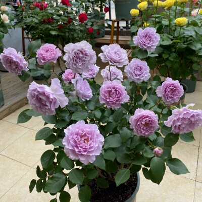 新品月季蜻蜓三季开阳台盆栽庭院